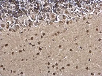 Anti-Histone H3 antibody used in IHC (Paraffin sections) (IHC-P). GTX129546