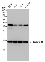 Anti-Histone H3 antibody used in Western Blot (WB). GTX129546