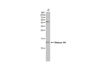 Anti-Histone H4 antibody used in Western Blot (WB). GTX129561