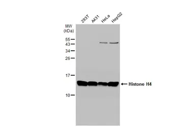 Anti-Histone H4 antibody used in Western Blot (WB). GTX129561