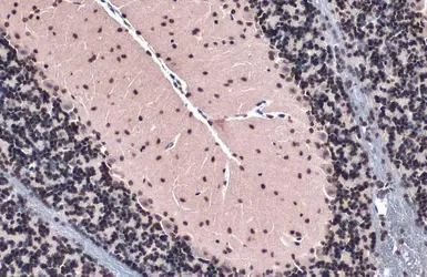 Anti-Histone H4 antibody used in IHC (Paraffin sections) (IHC-P). GTX129561