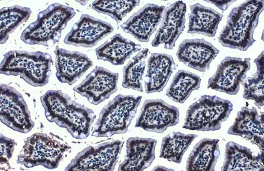 Anti-Histone H4 antibody used in IHC (Paraffin sections) (IHC-P). GTX129561