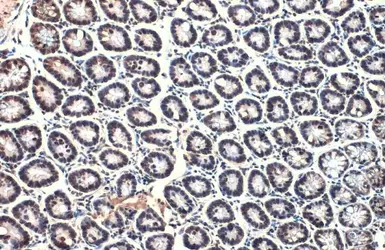 Anti-Histone H4 antibody used in IHC (Paraffin sections) (IHC-P). GTX129561