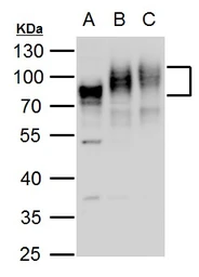 Anti-CD155 antibody used in Western Blot (WB). GTX129572