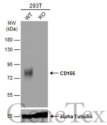 Anti-CD155 antibody used in Western Blot (WB). GTX129578