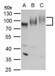 Anti-CD155 antibody used in Western Blot (WB). GTX129578