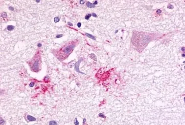 Anti-GPR81 antibody used in IHC (Paraffin sections) (IHC-P). GTX12960