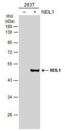 Anti-NEIL1 antibody used in Western Blot (WB). GTX129607
