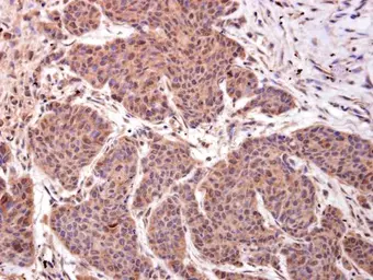 Anti-LMO4 antibody used in IHC (Paraffin sections) (IHC-P). GTX129616