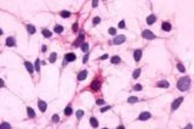 Anti-C5a R1 antibody used in Immunocytochemistry/ Immunofluorescence (ICC/IF). GTX12962