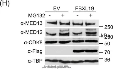 Anti-MED13 antibody used in Western Blot (WB). GTX129674