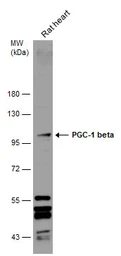 Anti-PGC1 beta antibody used in Western Blot (WB). GTX129682