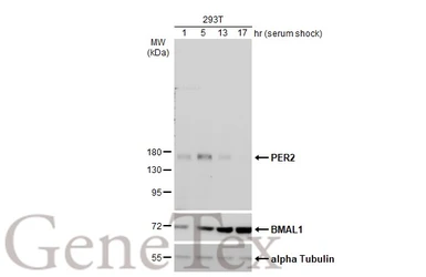 Anti-PER2 antibody used in Western Blot (WB). GTX129688