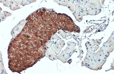 Anti-C-Peptide antibody used in IHC (Paraffin sections) (IHC-P). GTX129708