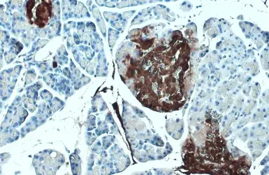 Anti-C-Peptide antibody used in IHC (Paraffin sections) (IHC-P). GTX129708