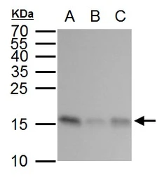 Anti-GABARAP antibody used in Western Blot (WB). GTX129710