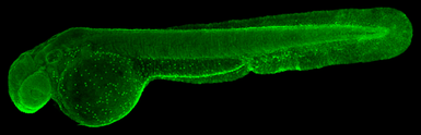 Anti-Atp6v1al antibody used in IHC (Whole mount) (IHC-Wm). GTX129736