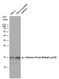 Anti-Histone H3K79me2 (Di-methyl Lys79) antibody used in Western Blot (WB). GTX129776