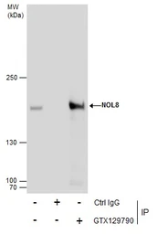 Anti-NOL8 antibody used in Immunoprecipitation (IP). GTX129790