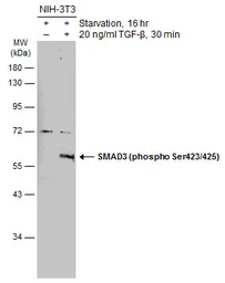 Anti-SMAD3 (phospho Ser423/425) antibody used in Western Blot (WB). GTX129841
