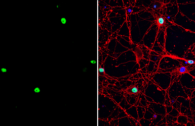 Anti-c-Fos antibody used in Immunocytochemistry/ Immunofluorescence (ICC/IF). GTX129846