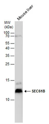 Anti-SEC61B antibody used in Western Blot (WB). GTX129852