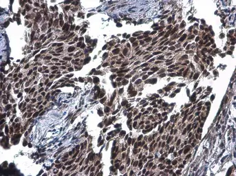 Anti-SA2 antibody used in IHC (Paraffin sections) (IHC-P). GTX129876