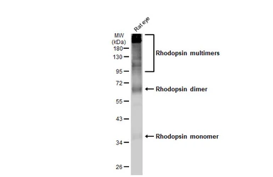 Anti-Rhodopsin antibody used in Western Blot (WB). GTX129910