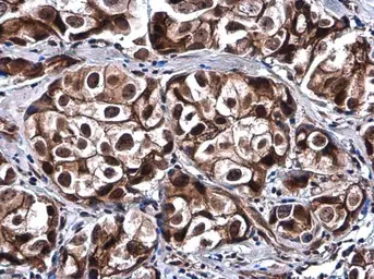 Anti-SOX8 antibody used in IHC (Paraffin sections) (IHC-P). GTX129949