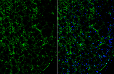 Anti-TLE1 antibody used in IHC (Frozen sections) (IHC-Fr). GTX129993