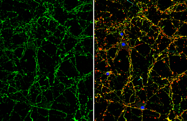 Anti-VIP antibody used in Immunocytochemistry/ Immunofluorescence (ICC/IF). GTX129997
