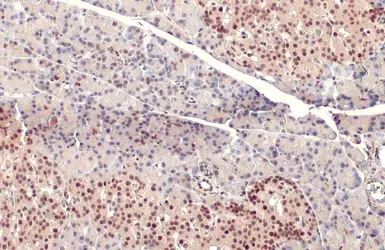 Anti-PDX1 antibody used in IHC (Paraffin sections) (IHC-P). GTX130034