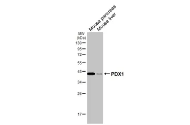 Anti-PDX1 antibody used in Western Blot (WB). GTX130034