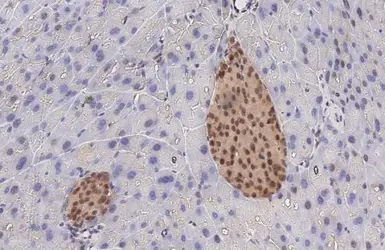 Anti-PDX1 antibody used in IHC (Paraffin sections) (IHC-P). GTX130034