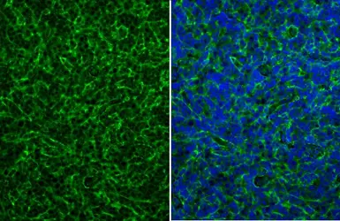 Anti-CD90 antibody used in IHC (Paraffin sections) (IHC-P). GTX130047