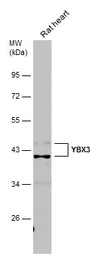 Anti-CSDA antibody used in Western Blot (WB). GTX130052