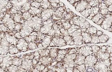 Anti-CSDA antibody used in IHC (Paraffin sections) (IHC-P). GTX130052