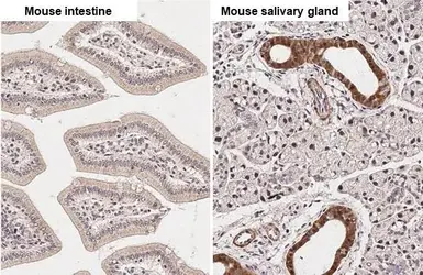 Anti-CSDA antibody used in IHC (Paraffin sections) (IHC-P). GTX130052