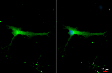 Anti-CD90 antibody used in Immunocytochemistry/ Immunofluorescence (ICC/IF). GTX130072