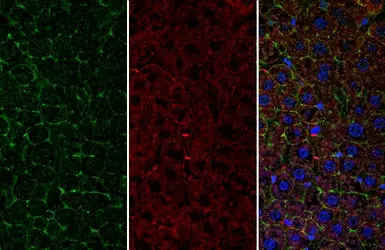 Anti-CD166 antibody used in IHC (Paraffin sections) (IHC-P). GTX130098