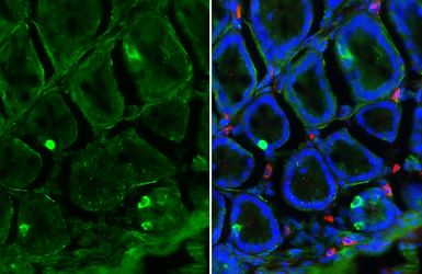 Anti-LGR5 antibody used in IHC (Frozen sections) (IHC-Fr). GTX130204