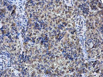 Anti-SHOC2 antibody used in IHC (Paraffin sections) (IHC-P). GTX130206