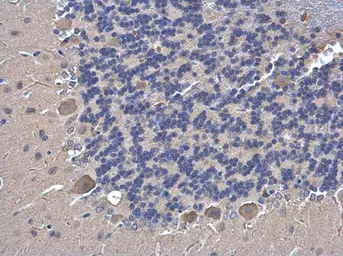 Anti-SHOC2 antibody used in IHC (Paraffin sections) (IHC-P). GTX130206