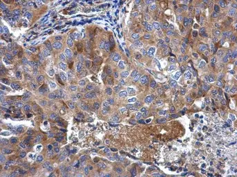 Anti-RPL32 antibody used in IHC (Paraffin sections) (IHC-P). GTX130214