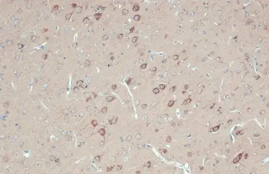 Anti-RPL32 antibody used in IHC (Paraffin sections) (IHC-P). GTX130214