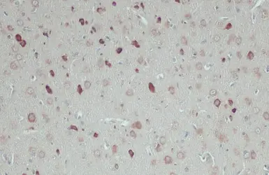 Anti-RPL32 antibody used in IHC (Paraffin sections) (IHC-P). GTX130214
