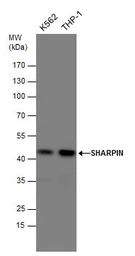 Anti-SHARPIN antibody used in Western Blot (WB). GTX130231