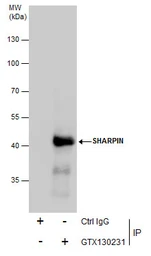 Anti-SHARPIN antibody used in Immunoprecipitation (IP). GTX130231
