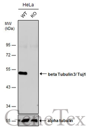Anti-beta Tubulin 3/ Tuj1 antibody used in Western Blot (WB). GTX130245