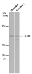 Anti-MADD antibody used in Western Blot (WB). GTX130249